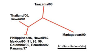 Geographic variation among IHHNV isolates provides insights into pathology, spread