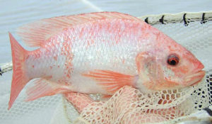 Combined live/formulated diet enhances weight gain at first feed in larval Nile tilapia