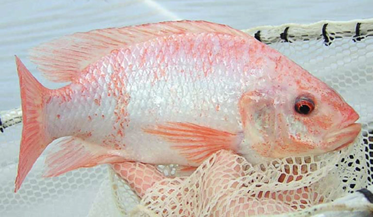 Article image for Combined live/formulated diet enhances weight gain at first feed in larval Nile tilapia