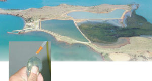 Genetic improvement of Pacific blue shrimp addresses Syndrome 93 in New Caledonia