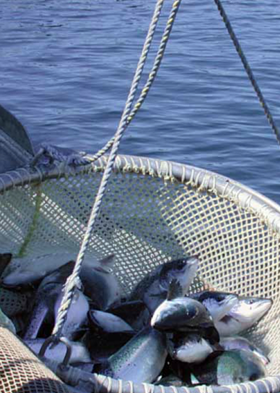 Article image for Speed of infected cage removal impacts spread of ISA