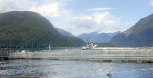 Best management practices for salmon feeds