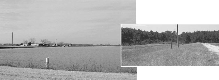 Article image for Vegetated strip evaluated for storm water effluent treatment in catfish pond
