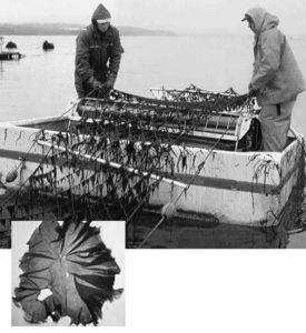 Seaweed polyculture: Potential bioremediation of hatchery effluents