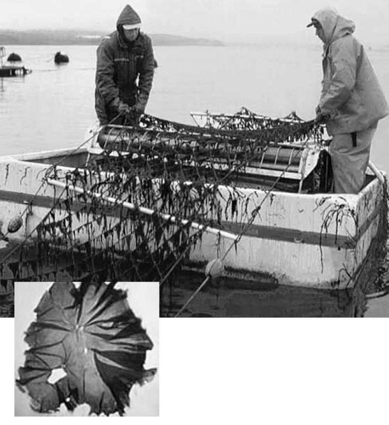 Article image for Seaweed polyculture: Potential bioremediation of hatchery effluents