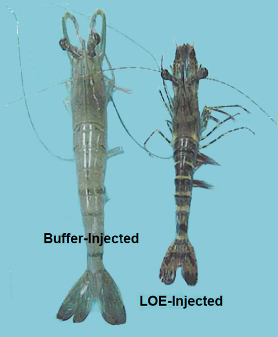 Tiger Shrimp Health Problems: Essential Prevention Tips