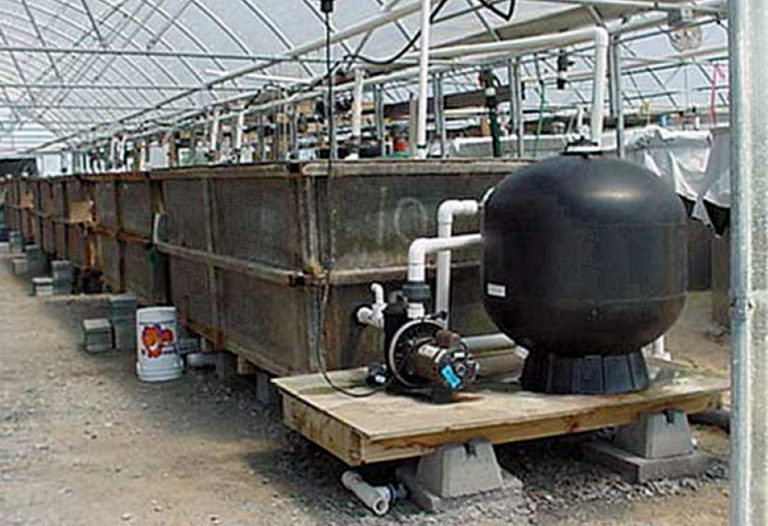Article image for Stocking density, nursery duration influence shrimp growth, survival during grow-out