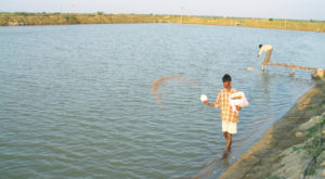 Feeding affects pond water quality
