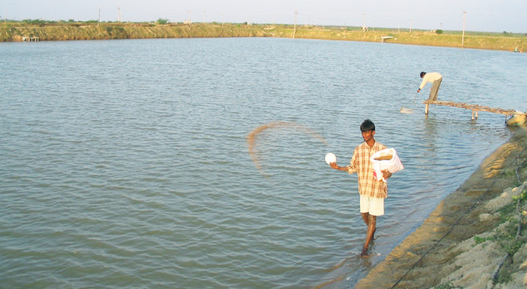 Article image for Feeding affects pond water quality