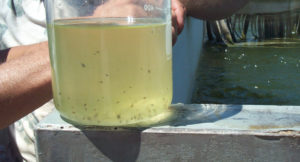 Nutritional considerations for Pacific white shrimp reared in inland, low-salinity waters