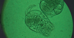 New-generation rotifer diets improve hatchery operations