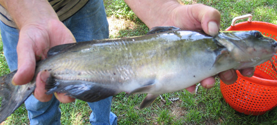 Article image for Dietary gossypol benefits limited in improving ESC resistance in catfish