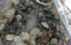 Improving shellfish aquaculture through triploidy