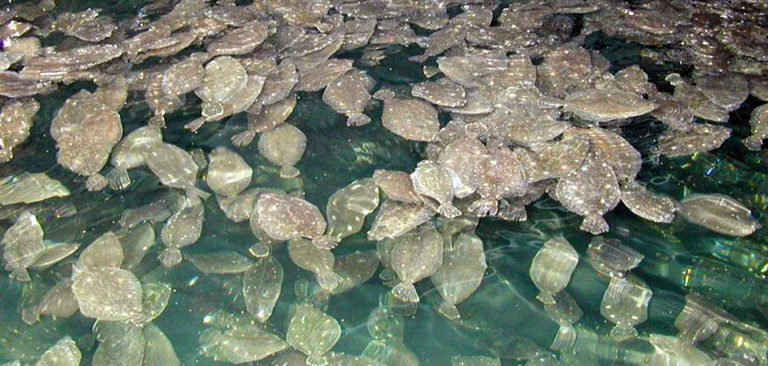 Article image for Production economics of flounder aquaculture
