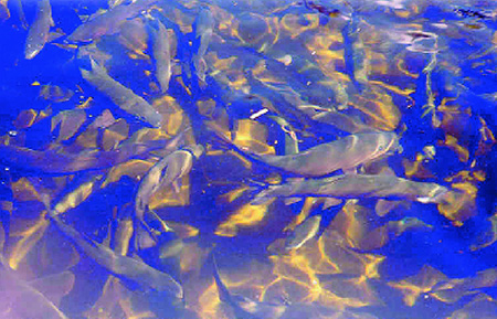 Article image for MHA supplementation in soy-based diets improves performance of rainbow trout