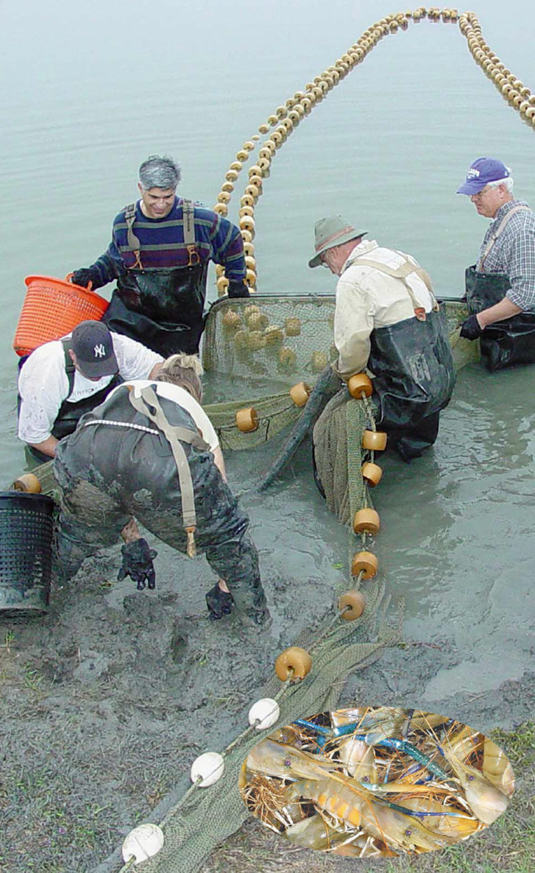 Article image for Freshwater prawn culture in the United States?