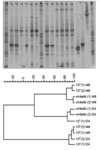 Selection of probiotics for marine larviculture