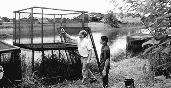 Article image for Integrated cage-cum-pond systems improve fish production with limited inputs