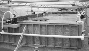 Mixed-cell raceways offer best of two water worlds