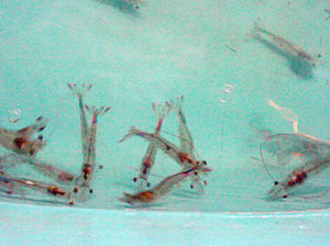 Study assesses fatty acid requirements, lipid levels of juvenile Pacific white shrimp