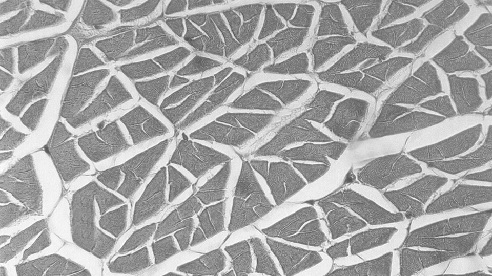 Article image for Freshwater prawns on ice