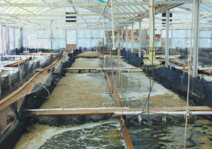 Nursery trial compares filtration system performance in intensive raceways