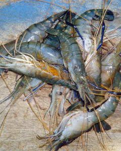 Freshwater prawn culture in India