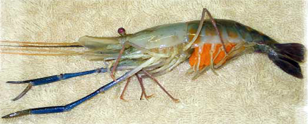 Article image for Hatchery, nursery production of freshwater prawns in temperate climates