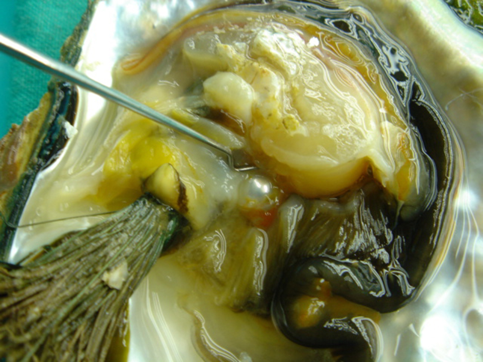 Article image for From queen to common, once-rare pearls now suffer from overproduction