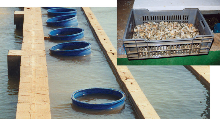 Article image for Food safety issues in aquaculture