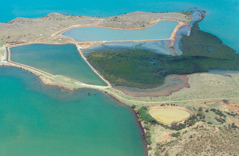 Article image for Sediment quality affects shrimp physiology in New Caledonia research