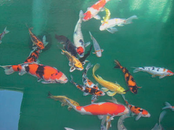 Article image for Viral diseases of ornamental carp in the United States
