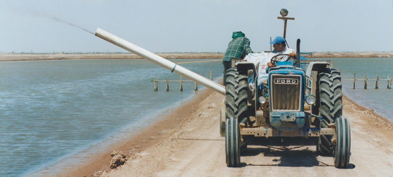 Article image for Minimizing antimicrobial resistance in aquaculture