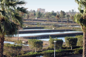 Tilapia production rising in Africa