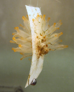 Ascidian, sponge culture supplies bioactive metabolites