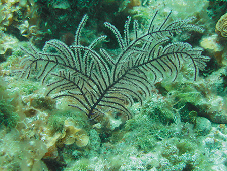 Article image for Concentrations of anti-inflammatory compounds increased in culture studies of coral, microalgae