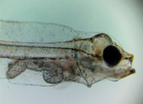 Article image for Experimental microdiets for California halibut larvae