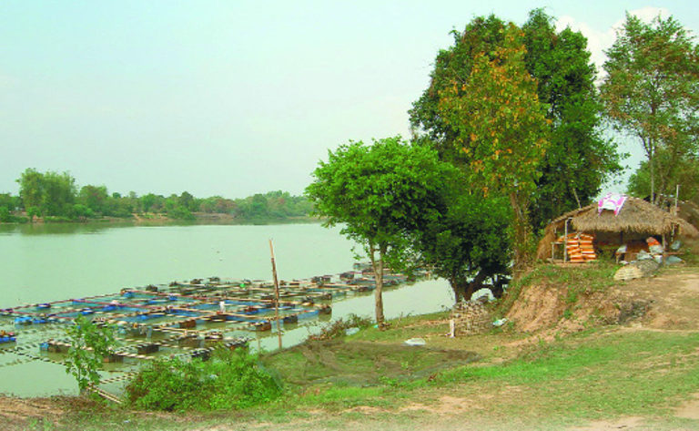 Article image for Tilapia cage farming in Thailand