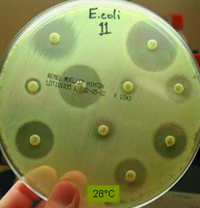 Article image for Aquaculture working group standardizes methods for bacteria testing