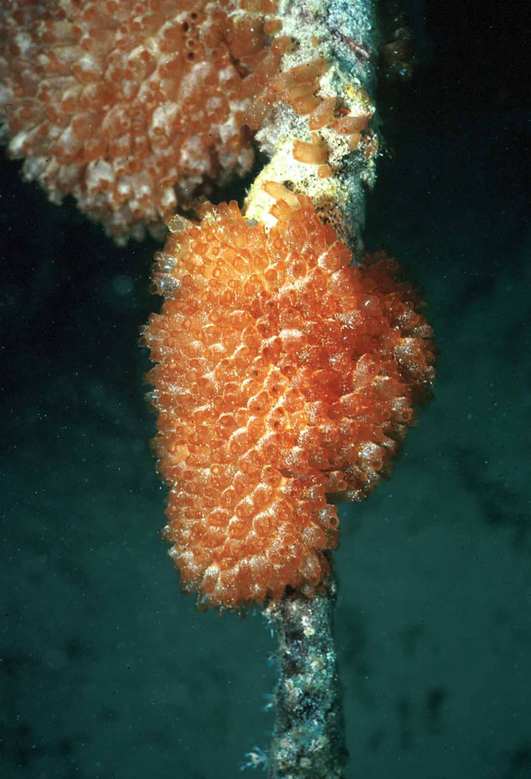 Article image for Aquaculture supports expansion of marine-derived drugs