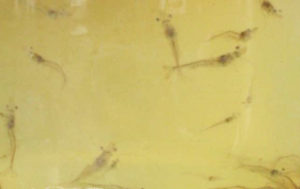 TSV challenges advance selective breeding in Pacific white shrimp