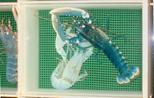 Pilot recirculation system supports lobster-farming development in Norway