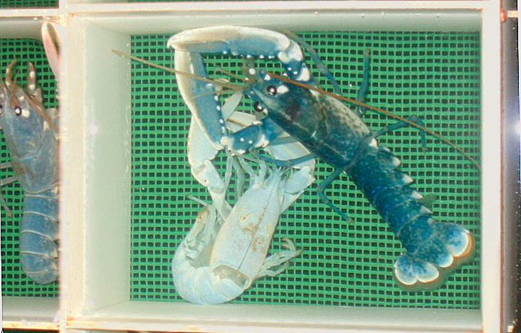 Article image for Pilot recirculation system supports lobster-farming development in Norway