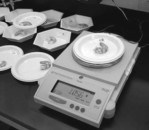 Potential of genetic selection for shrimp carcass, meat traits