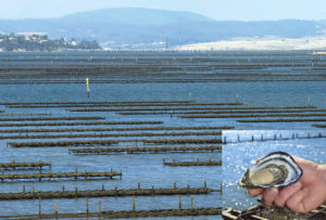 Genetic improvement of Pacific oysters in Australia