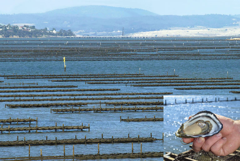 Article image for Genetic improvement of Pacific oysters in Australia