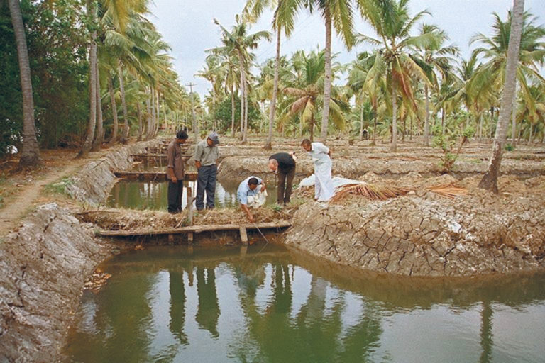 Article image for Added carbohydrates aid production in extensive culture