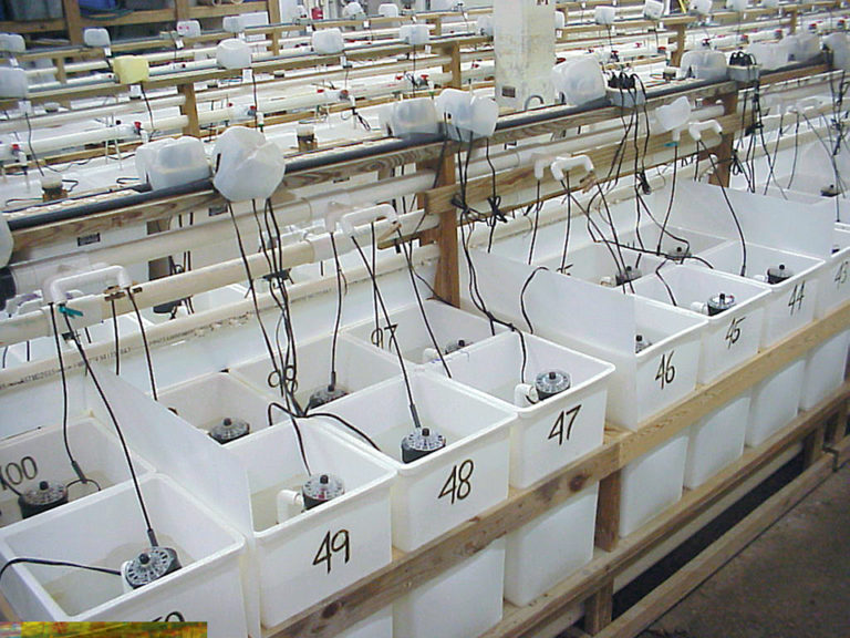Article image for Effects of sterol supplements on shrimp growth, survival