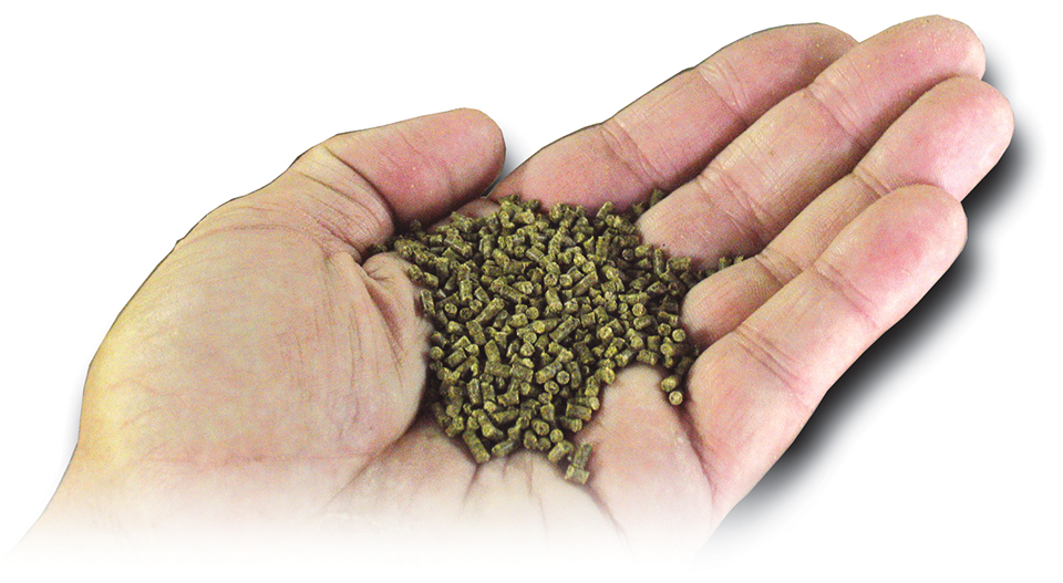 Article image for Feeding strategies vary for shrimp producers