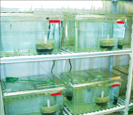 Article image for Kona-line SPF shrimp, Vibrio penaeicida candidates for bacterial challenge model